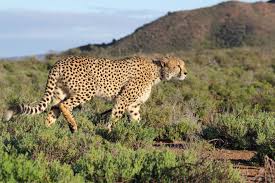 Kapama Cheetah Breeding Project